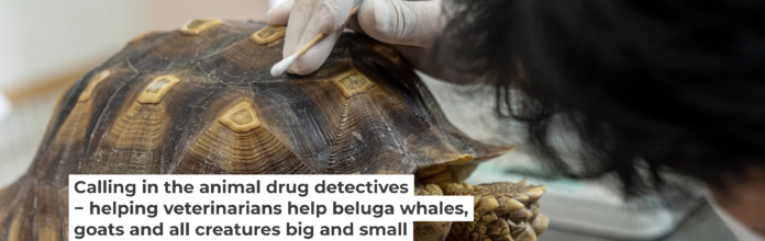 How do you measure the concentration of a drug in a tortoise shell? Thirawatana Phaisalratana/iStock via Getty Images Plus
